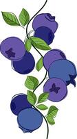 Blueberry branch seamless vertical border with green leaves and berries isolated on white transparent background. organic plants. Modern design for card, package, logo, web or print. illustration. vector