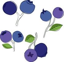 Graphic line style drawing of whole healthy organic blueberries for orchard logo identity. set of two blueberries on branches with leaves design graphic illustration vector