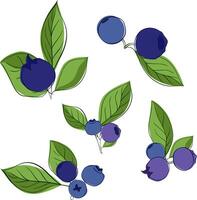 Graphic line drawing of blueberries on a twig with leaves composition set. illustration on transparent background. vitamin useful for health vector