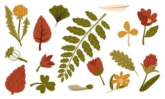 set of illustrations of autumn foliage, flowers, seeds, in a flat style. Dried leaves and berries of different trees are highlighted on a white. Forest flora. Herbarium, dry flowers, storage vector
