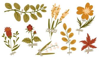 A set of illustrations of autumn foliage, flowers, seeds, in a flat style. The dried leaves of different trees are highlighted on white. Forest flora. Herbarium, dry flowers, storage on tape vector