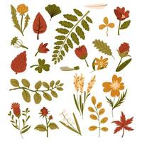 set of illustrations of autumn foliage, flowers, branches, made in a flat style. dried leaves berries of different trees are highlighted in white. Forest flora. Herbarium, dry flowers, storage vector