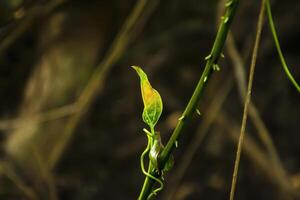 Fresh Green Leaf Emerging on Tree Branch with Blurred Background photo