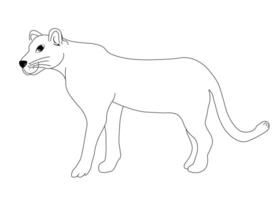 Puma. Wild animal of cat family. vector