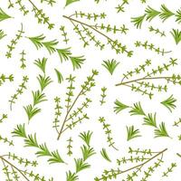 seamless pattern of rosemary and thyme. Image of fresh herbs from the garden. Botanical illustration. vector