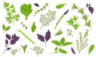 set of dill and basil, spinach and asparagus, parsley, thyme and rosemary isolated on white background. Pictures for packaging design and culinary products. Fresh Greens Image. vector