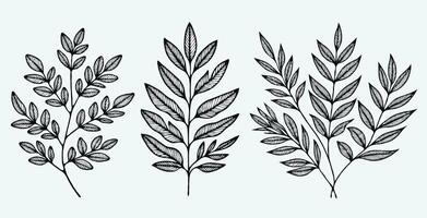 Three different types of leaves are shown in this illustration vector