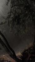 A dark forest with trees and fog video