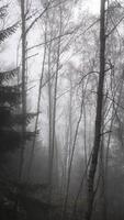 A foggy forest with trees and no leaves video