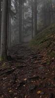 A path in the woods with trees and fog video