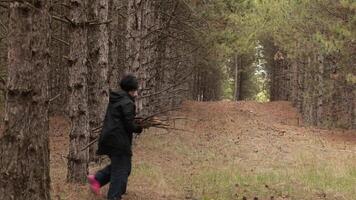 Woman in black coat walk away with bunch of branches for making campfire in autumn pine tree forest. Unrecognizable woman picking twigs for bonfire in forest. Walk through coniferous forest in fall video