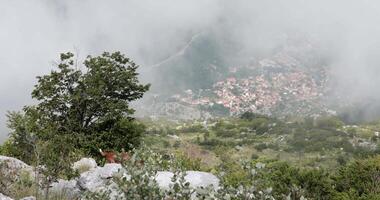 Curious hound dog stroll by mountain hill in Montenegro with panoramic view Kotor Bay in fog. Hunting dog observes nature. Walking with dog. Scenic mountains Dinaric Alps, Montenegro video