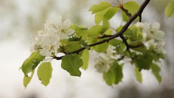 Flowering cherry sapling, rack focus. Flowers with white petals and green leaves on branch closeup, blurred bokeh background. Wind shake branches and leaves of blooming cherry tree in spring video