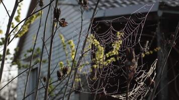 Morning in countryside, dew drops on spiderweb closeup, rack focus from web to farmhouse. Spider made cobweb on branches of tree. Plants in garden near rural house. Springtime village background video