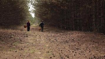 Two kids walk in autumn forest with wicker baskets and picking pine cones from ground. Red haired boy search ground for pine cones. Children pick pine cones in baskets hiking in pine woods in fall video