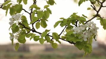 Flowering cherry tree, rack focus to fence with gates in distance. Cherry blossoms with white petals and green leaves on branch closeup. Grass and plants in field. Spring nature background video