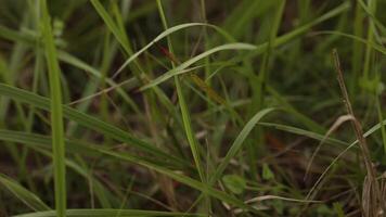 Spring morning on meadow, dew drops on blades of grass, camera move up. Dense green grass and blooming purple wildflowers. Wind shake field plants in cloudy weather. Nature background, landscape video