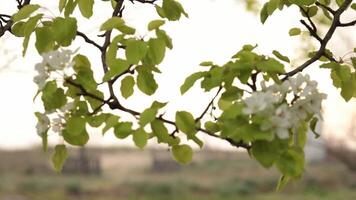 Soft focus to cherry tree branch in bloom. Rack focus to fence with old gates in distance. Cherry blossoms with white petals and green leaves on branch closeup. Spring natural background video