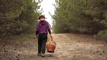 Two kids walking along country road ahead in autumn forest with baskets. Red haired boy search ground for pine cones and go away. Boys pick pine cones in baskets hiking in pine tree forest in fall video