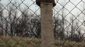Morning in countryside, dew drops on spiderweb on wire mesh fence with concrete pillar closeup, rack focus to plants in background. Spider wove cobweb that sway in breeze. Rustic background video