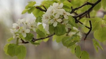 Flowering cherry sapling, rack focus. Flowers with white petals and green leaves on branch closeup on blurred bokeh background. Blossoms and leaves of blooming cherry tree branch in springtime orchard video