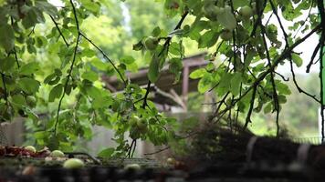 Tree branches with hanging apple fruits in rustic orchard at countryside in rain. Wet leaves and branches of apple trees above old farmhouse rooftop with twig broom. Summer rain in garden. Rack focus video