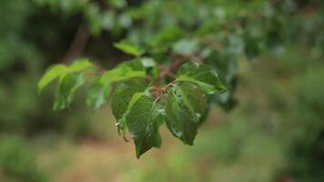 Raindrops fall to wet green leaves of apricot tree at bokeh background. Summer rainy weather. Organic gardening orchard. Wet green leaves of apricot tree in rain at fruit garden in countryside video