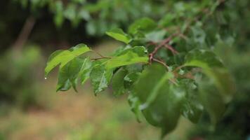 Rare rain drops fall to wet green leaves of apricot tree at bokeh background. Summer rainy weather. Organic gardening orchard. Wet green leaves of apricot tree swaying in rain at garden in countryside video