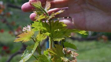 Gardener fingers check fresh sprouts of young grape bunches of grapevine. Organic vineyard viticulture. Tiny grape leaves and small unripe berries closeup on blurred background. Plant care concept video