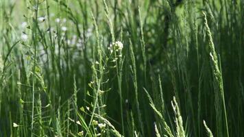 Small flowering plant Capsella bursa-pastoris known as shepherds purse. Meadow spikelets and green blades of grass swaying from wind. Ears of meadow grass at pasture in summer. Nature background video