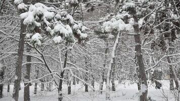 Winter background slow motion. Tranquil landscape with falling snow between pine trees during snowfall in winter dense woods in cold weather. Snow covered tree branches in parkland video