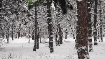 Winter background. Tranquil landscape with falling snow between pine trees during snowfall in winter dense woods in cold weather. Snow covered tree branches in parkland video