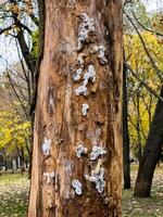 Spider nests with eggs inside the bark of a tree. The spiders have almost hatched from their eggs photo