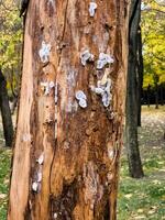 Spider nests with eggs inside the bark of a tree. The spiders have almost hatched from their eggs photo