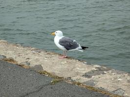 Seagull on the embankment in San Francisco in cloudy weather photo