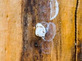 Spider nests with eggs inside the bark of a tree. The spiders have almost hatched from their eggs photo