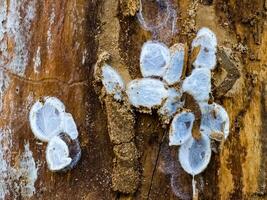 Spider nests with eggs inside the bark of a tree. The spiders have almost hatched from their eggs photo