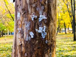 Spider nests with eggs inside the bark of a tree. The spiders have almost hatched from their eggs photo