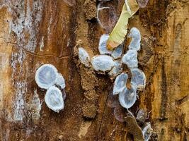 Spider nests with eggs inside the bark of a tree. The spiders have almost hatched from their eggs photo