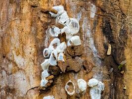 Spider nests with eggs inside the bark of a tree. The spiders have almost hatched from their eggs photo