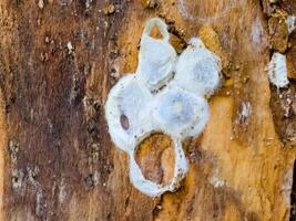 Spider nests with eggs inside the bark of a tree. The spiders have almost hatched from their eggs photo
