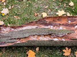 Spider nests with eggs inside the bark of a tree. The spiders have almost hatched from their eggs photo