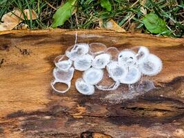 Spider nests with eggs inside the bark of a tree. The spiders have almost hatched from their eggs photo