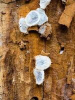 Spider nests with eggs inside the bark of a tree. The spiders have almost hatched from their eggs photo