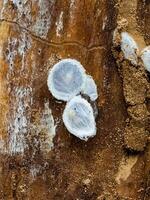 Spider nests with eggs inside the bark of a tree. The spiders have almost hatched from their eggs photo