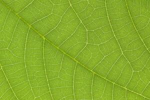 Green leaf texture for pattern and background photo