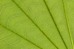 Stem and leaf texture for pattern photo