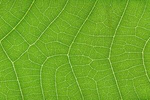 Green leaf texture for pattern and background photo