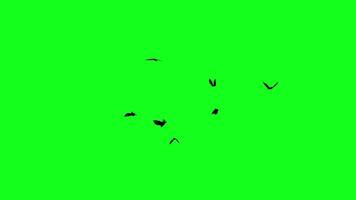 Flock of flying bats on a green screen. 3D animation of flying vampire bats circling chaotically. Seamless loop. Halloween elements video