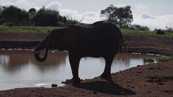 l'éléphant près une étang les boissons l'eau avec ses tronc video